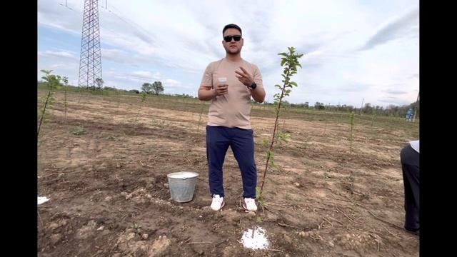 Алма ағашын фосформен тыңайту смотреть онлайн