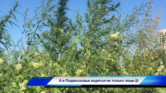 Подмосковные джунгли. смотреть онлайн