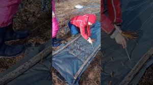Посадка черенков ивы на пленку.