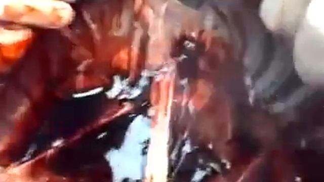 Паразиты,дирафилярии,в сердце смотреть онлайн