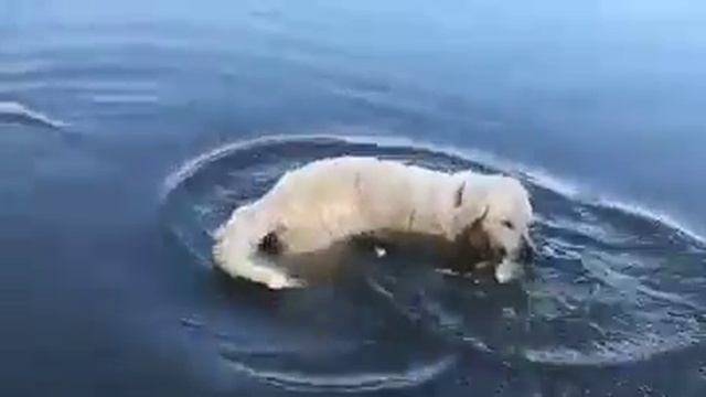 Собака рыбалов. Ловля на хлеб смотреть онлайн