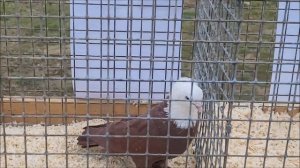 10.11.2024 года, город Светлоград выставка голубей за призовые места. только благодарненские.