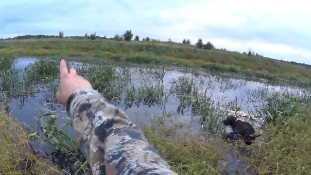 Открытие охоты на утку 2020. Собака радует работой