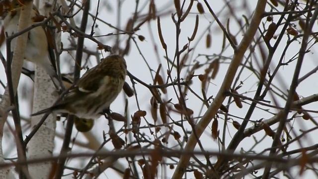 Common Redpoll Chicago Botanic Garden 12 22 10 смотреть онлайн