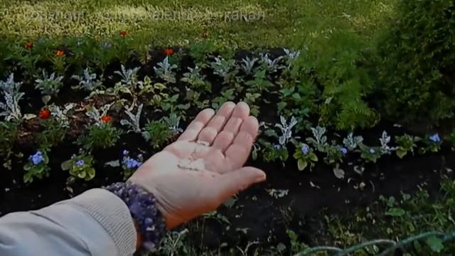 Синичка ест с руки, поползень, голубь. Петербург. Петергоф. смотреть онлайн