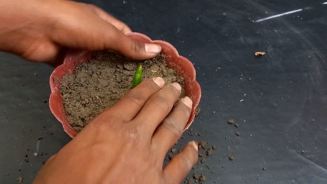 Growing peppers with Onion for garden at home using the weirdest technique смотреть онлайн