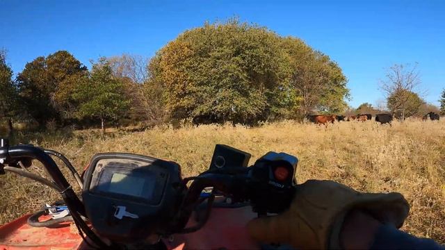 Why Does EVERYTHING on the Ranch FIGHT?!!! смотреть онлайн