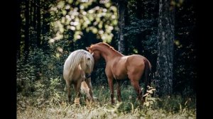 Как фыркают лошади.