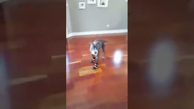 Our pitbull doesn't like his winter shoes! смотреть онлайн