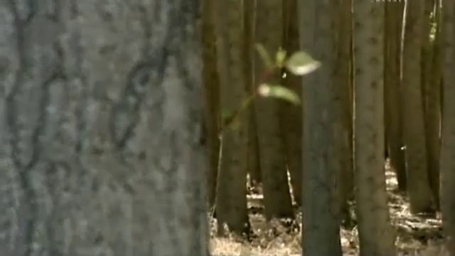 Интересно обо всем. (Древесина). Выращивание супер дерева. ► документальные фильмы, документальные смотреть онлайн