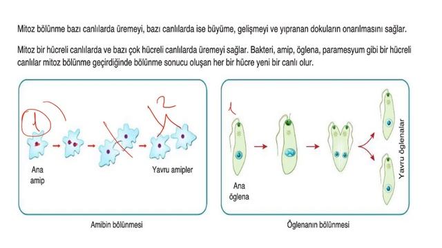 7.SINIF FEN BİLİMLERİ HÜCRE 2. KISIM MİTOZ BÖLÜNME 100 PUAN ALDIRAN ÖZET #2023 #mitozbölünme смотреть онлайн