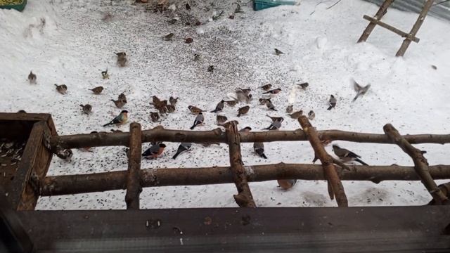 Приучаем совсем диких белок не бояться. смотреть онлайн
