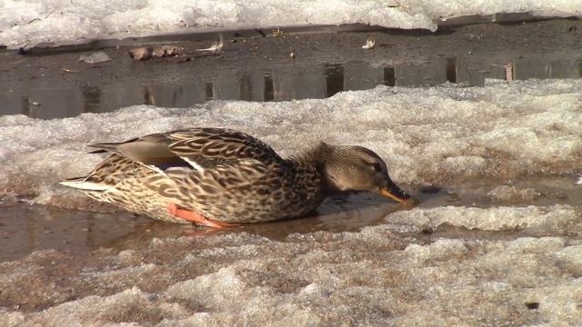 Просто добавь воды! смотреть онлайн
