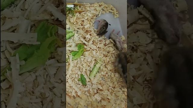 They Are So Lovely смотреть онлайн