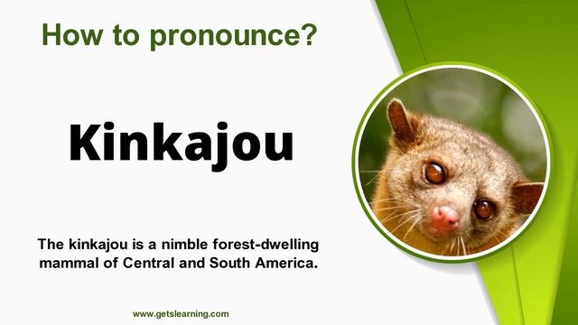 How to Say Kinkajou [ American Accent ] смотреть онлайн