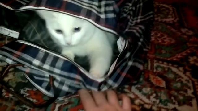 ЛИЛИ-кошка играет в сумке:).mp4 смотреть онлайн