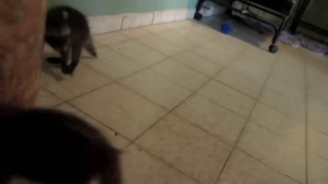 Possum Posse Ready ... Set ... Raccoon смотреть онлайн