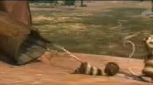 Эдди и Крэш