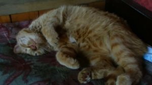 Кот спит！ я сказал: СПИТ！！！