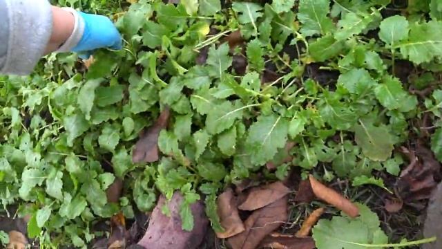 Помыли называется отливы😍Рулетики из грудки 😋Марфушечка будет мерзнуть😍Дом на Кубани🏡 смотреть онлайн