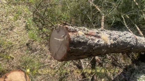 Тест бензопил Stihl MS 250 и GEOS CSP 356: кто же лучше?