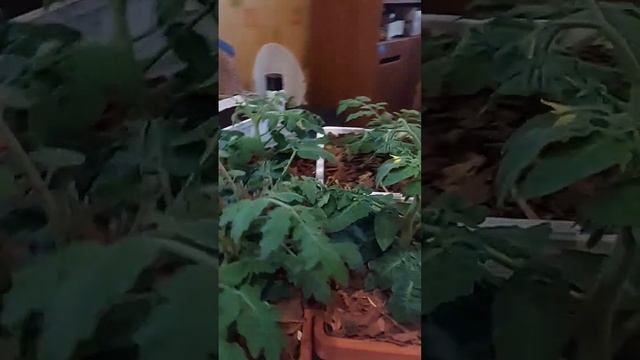 Супер #НИЗКОРОСЛЫЕтоматы для #зимнийогород или #огороднаподоконнике. Томаты не превышают 20см. смотреть онлайн