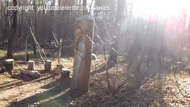 Необычная поляна в центре леса смотреть онлайн