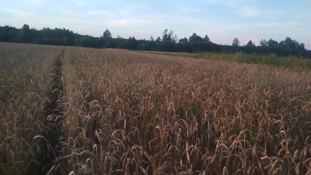 Яровая пшеница перед уборкой смотреть онлайн