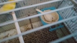 Разведение канареек. Нужно ли отсаживать кенара после кладки?