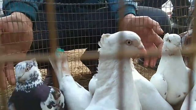 Kabutar Bozor 09.02.2021  кабутар бозор Андижанский голубиный рынок Kabootar Bazi, Pigeons, Kabutar