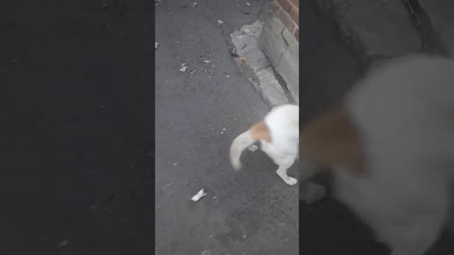 Росюша просит есть (перед ужином) смотреть онлайн