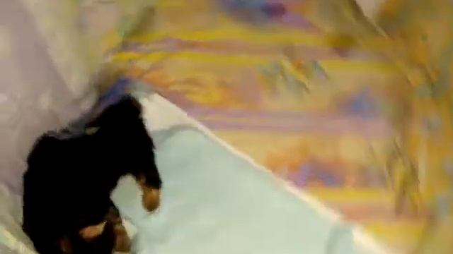 Щенки Йорки смотреть онлайн