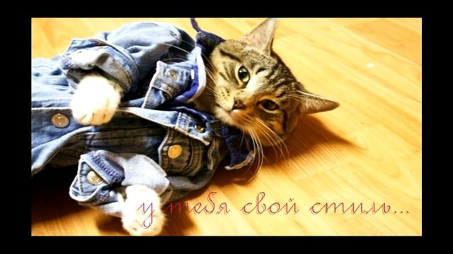 Смешное видео с котами, приколы с котами - СТИЛЬНЫЕ, МОДНЫЕ КОТЫ stylish cats смотреть онлайн
