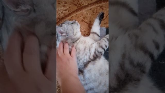 Машка болдеет когда ей спинку чешут🐱🐱🐱 смотреть онлайн