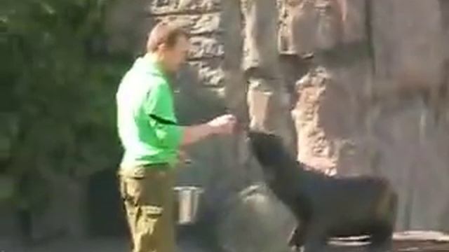 Кормежка тюленя смотреть онлайн