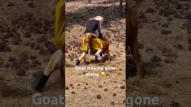 When milking goat turns into a goat ride смотреть онлайн