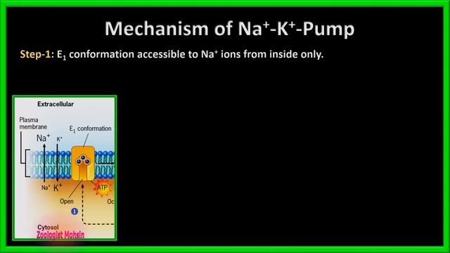 Active Transport | Sodium (Na) Potassium (k) Pump | Secondary Transport смотреть онлайн
