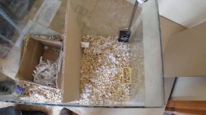 Тест отпугивателя грызунов ГРАД А 550 УЗ