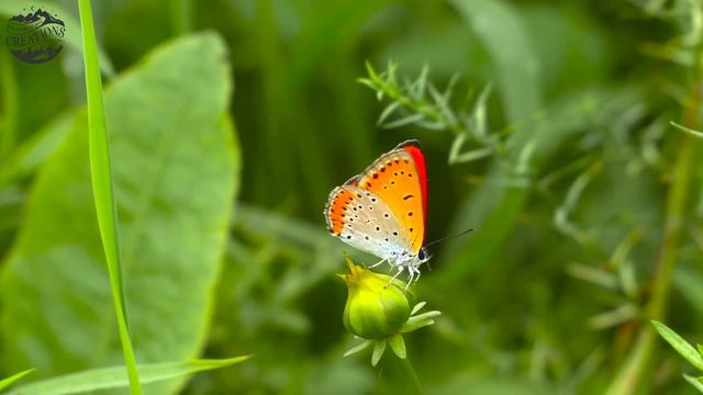 Butterflies Flying in Slow Motion HD 4K смотреть онлайн