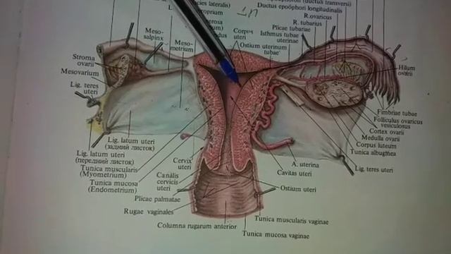 #Anatomiya Ayollar jinsiy a'zosi anatomiyasi смотреть онлайн