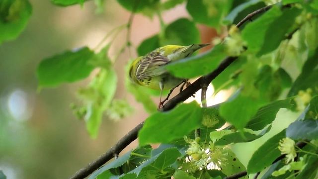 1069. Zvonohlík zahradní, European serin, Girlitz, Serin cini, Канареечный вьюрок, Kulczyk zwyczajn смотреть онлайн