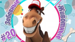 ХВОСТАТЫЕ И СМЕШНЫЕ № 20 + ВЕСЁЛАЯ ВИДЕОПОДБОРКА ПРО ЖИВОТНЫХ+ НОВЫЕ ПРИКОЛЫ + СМЕШНЫЕ ЖИВОТНЫЕ