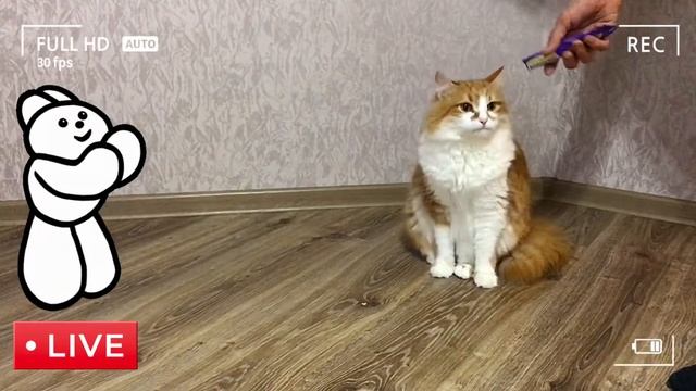 Wow the cats on their hind paws.Ух -ты котики на задних лапках. Хорошее настроение и заряд позитива смотреть онлайн