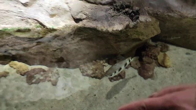 Океанариум в Санкт - Петербурге. Гуляем и веселимся!!!