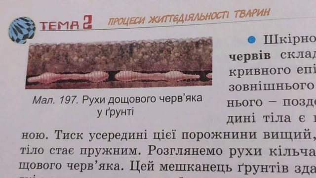 §33. Опора і рух. Види скелета і способи пересування безхребетних тварин, біологія, 7 клас смотреть онлайн