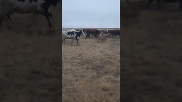 КРС смотреть онлайн
