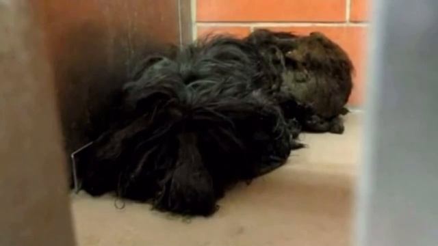 Бездомную собаку постригли впервые за всю ее жизнь, вы не поверите узнав какой она стала смотреть онлайн