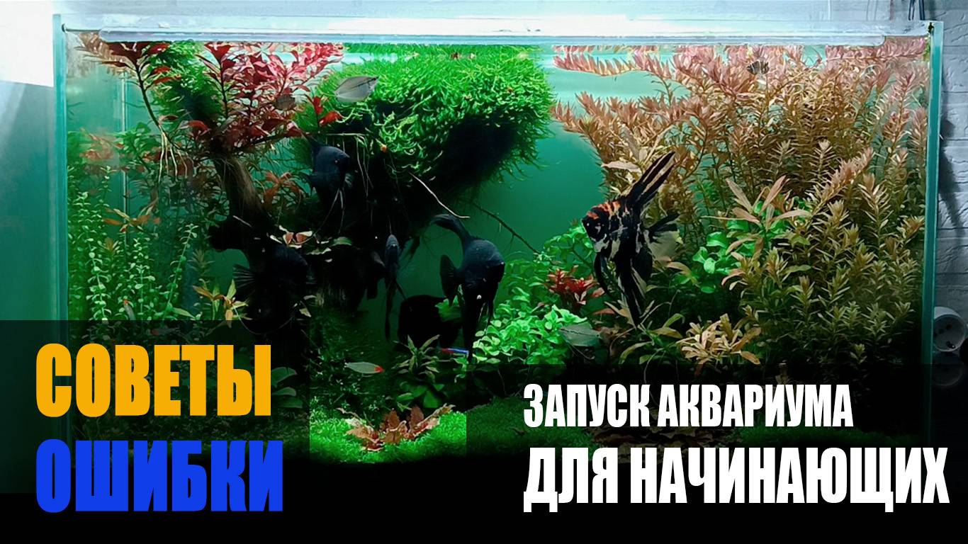 Запуск аквариума для начинающих. смотреть онлайн