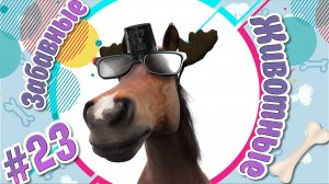 Забавные и Смешные Животные №23 + Приколы с Животными + Лучшие Подборки про Животных