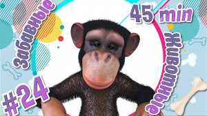 Забавные и Смешные Животные № 24 + Приколы с Животными + Лучшие Подборки про Животных